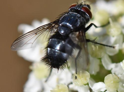 Epicampocera succincta